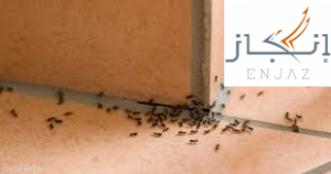 القضاء علي النمل